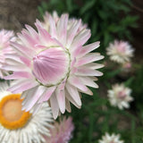 King Size Silvery Rose Strawflower Seeds