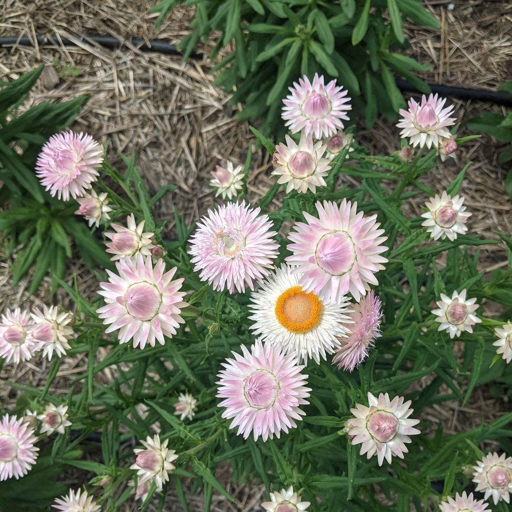 King Size Silvery Rose Strawflower Seeds
