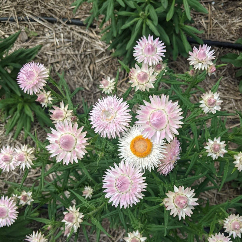 King Size Silvery Rose Strawflower Seeds
