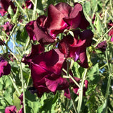 Beaujolais Sweet Pea Seeds