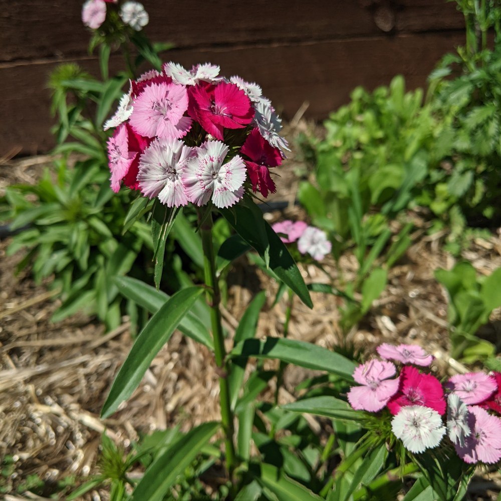 Double Blend Sweet William Seeds – Epic Gardening