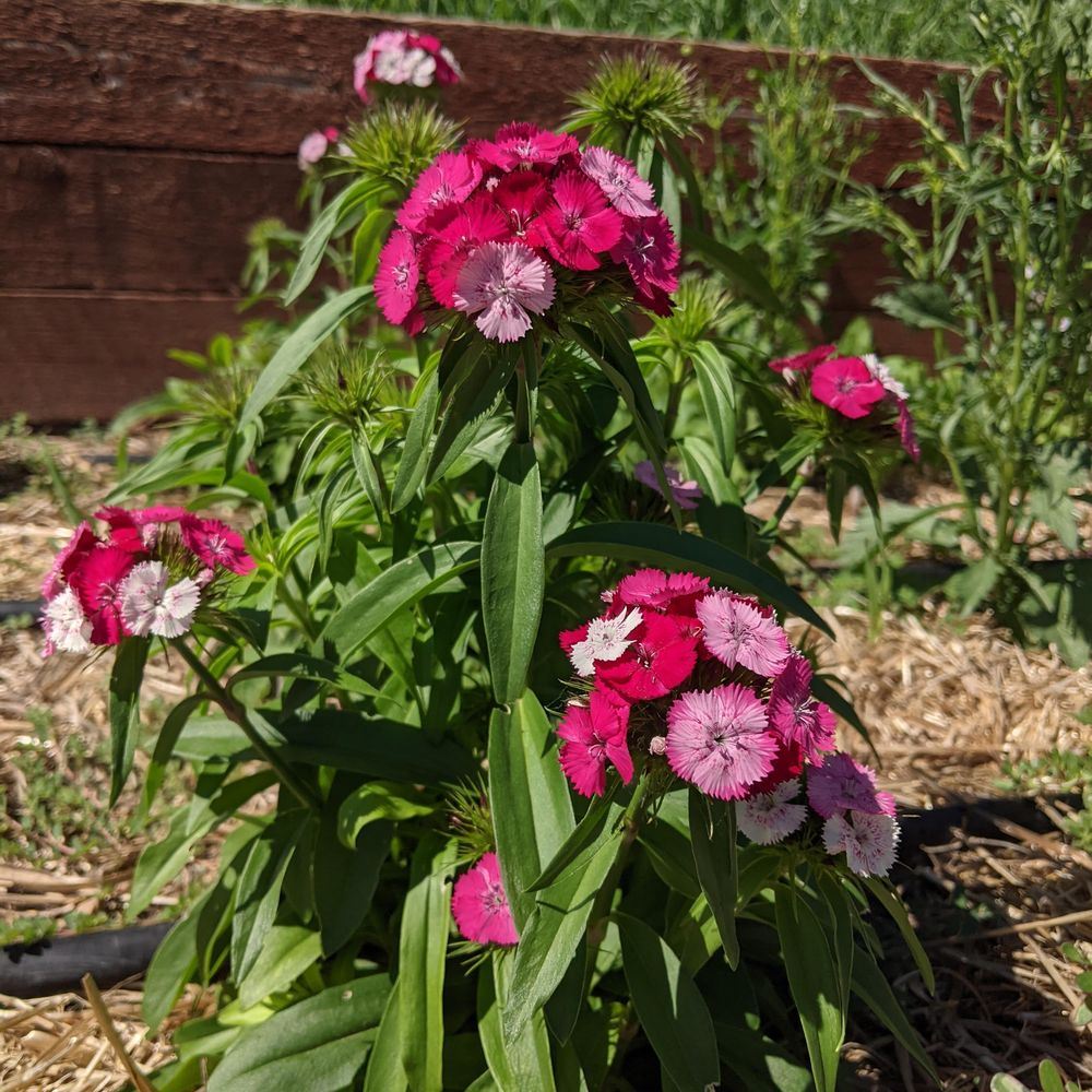 Sweet Rose Magic Sweet William Seeds