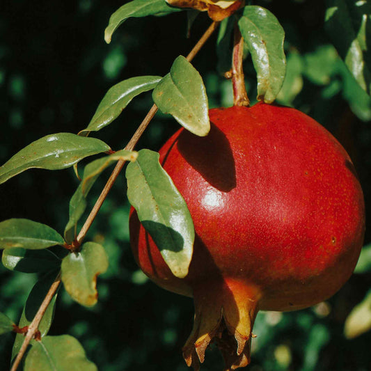 Texas Pink Pomegranate Tree