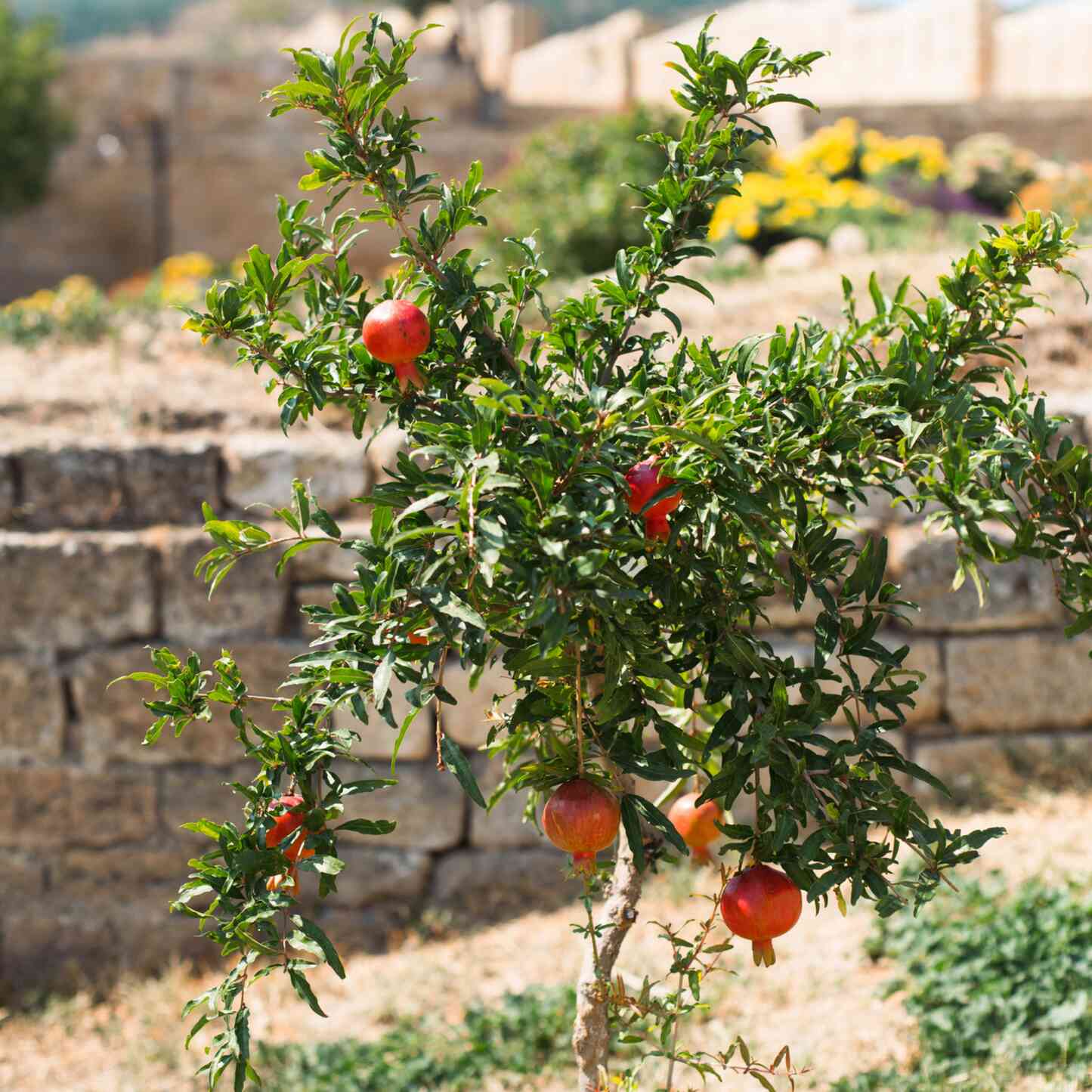 succulent pomegranate Texas Pink Pomegranate Tree