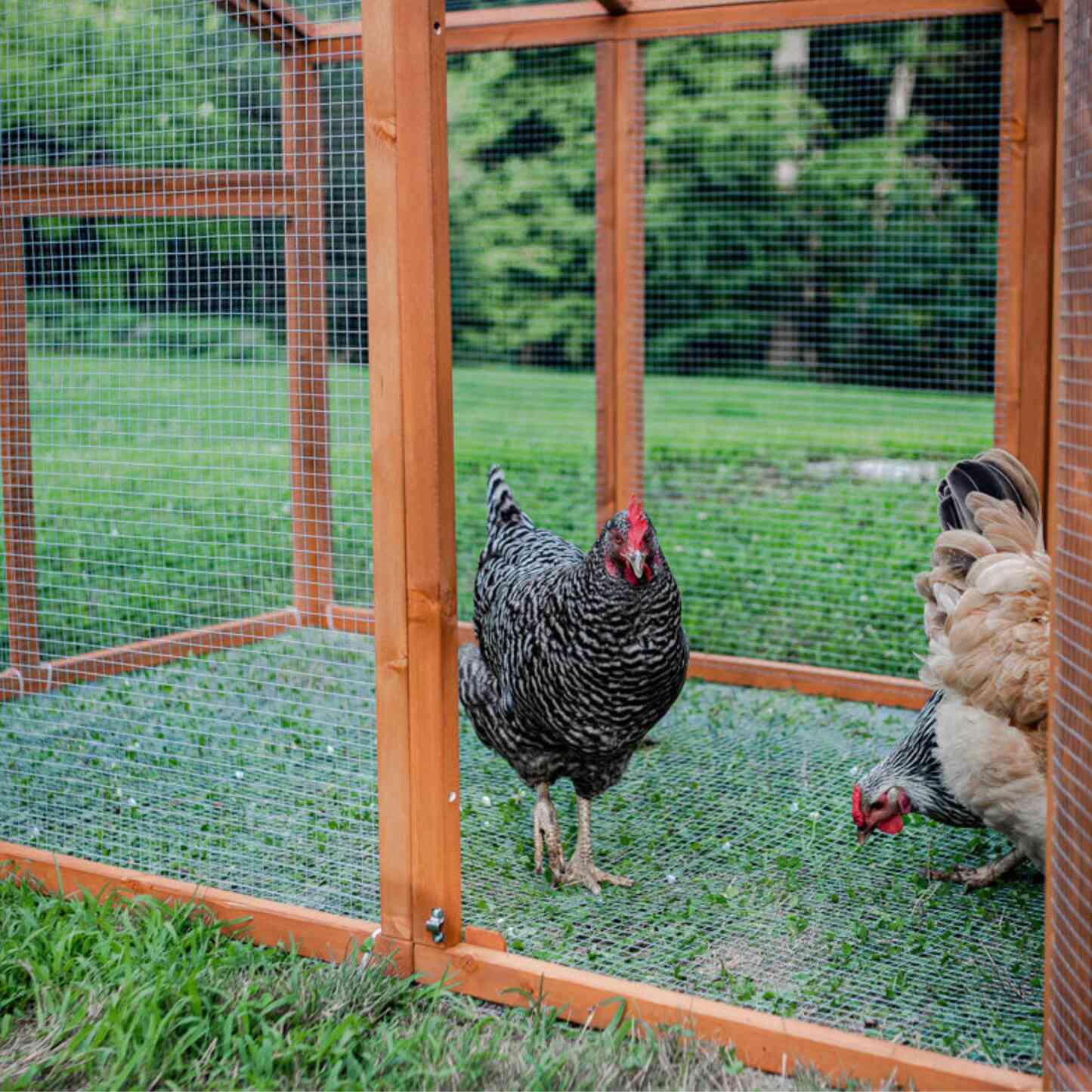 "The Hen Pen" Modular Chicken Run w/ Cover, 8' x 4', Rat-Proof