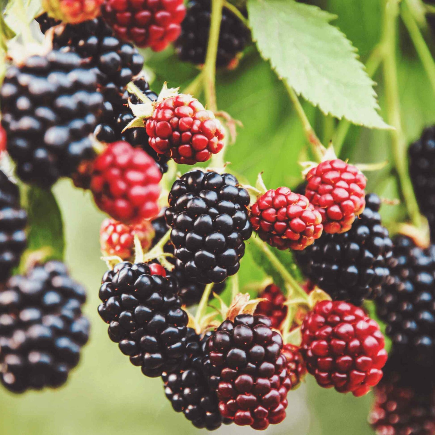 Thornless Blackberry Bush