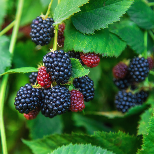 Thornless Blackberry Bush