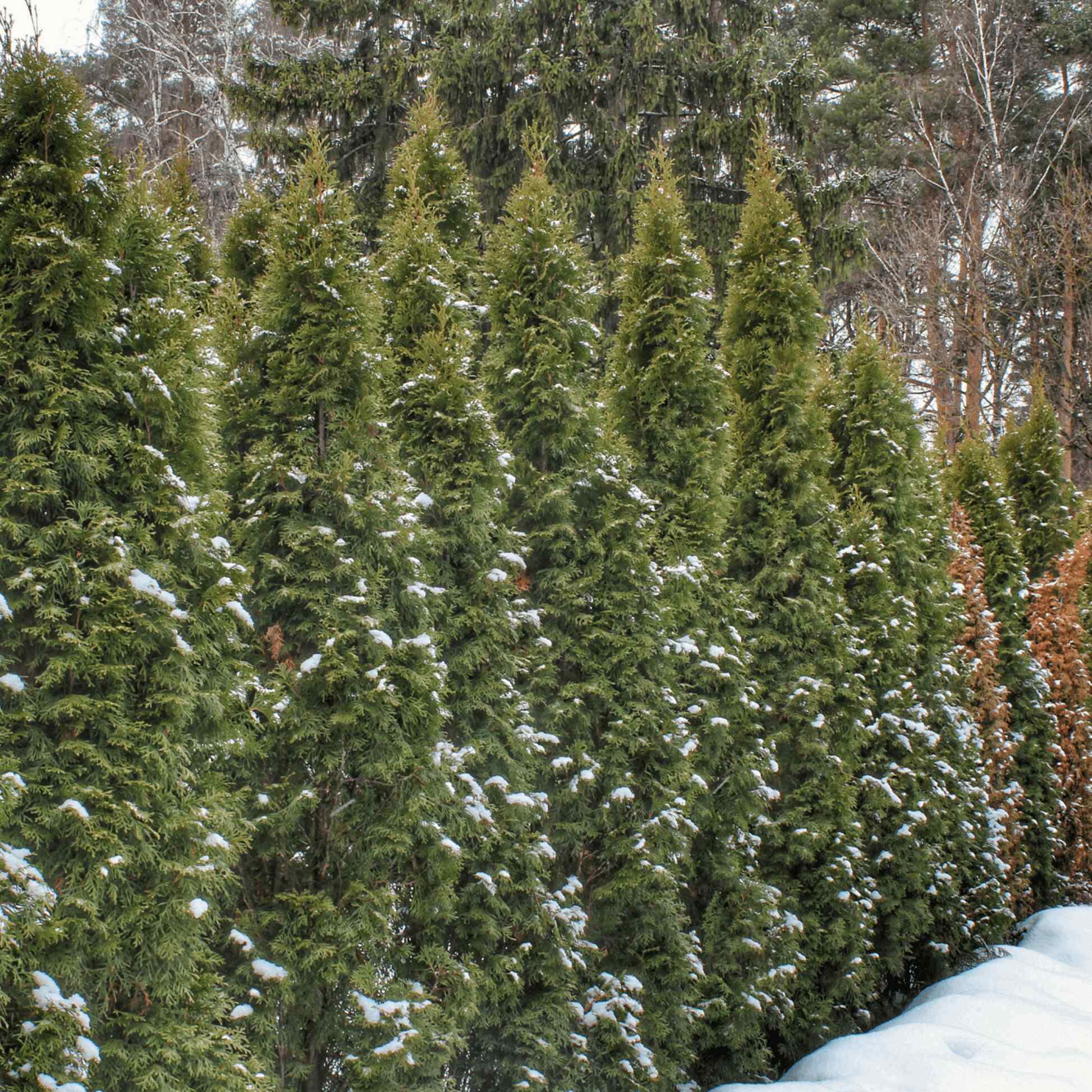 Thuja Green Giant – Epic Gardening