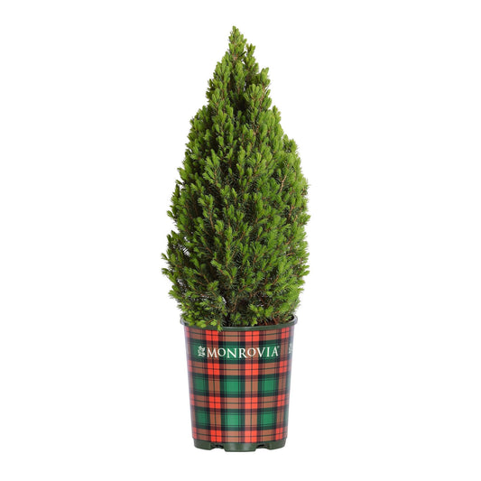 Tiny Tower® Dwarf Alberta Spruce