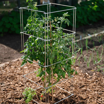 Heavy-Duty Tomato Cage