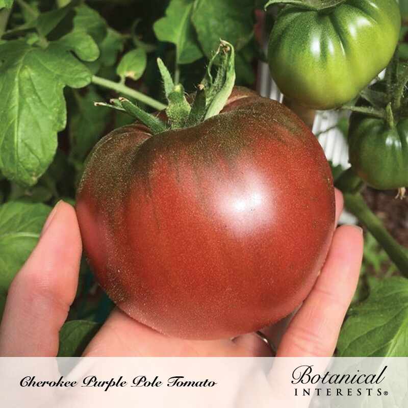 Botanical Interests Cherokee Purple Pole Tomato Seeds
