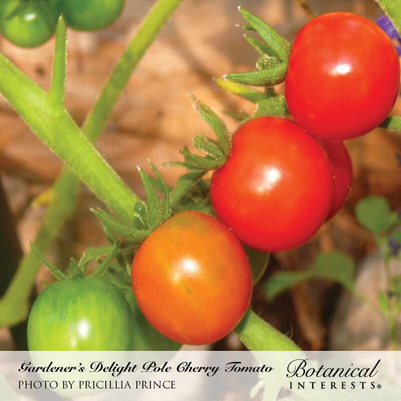 Gardener's Delight Pole Cherry Tomato Seeds