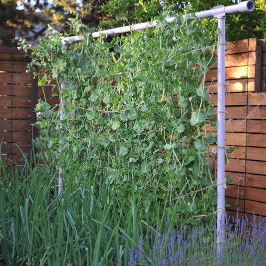 Vegetable Garden Freyr Trellis