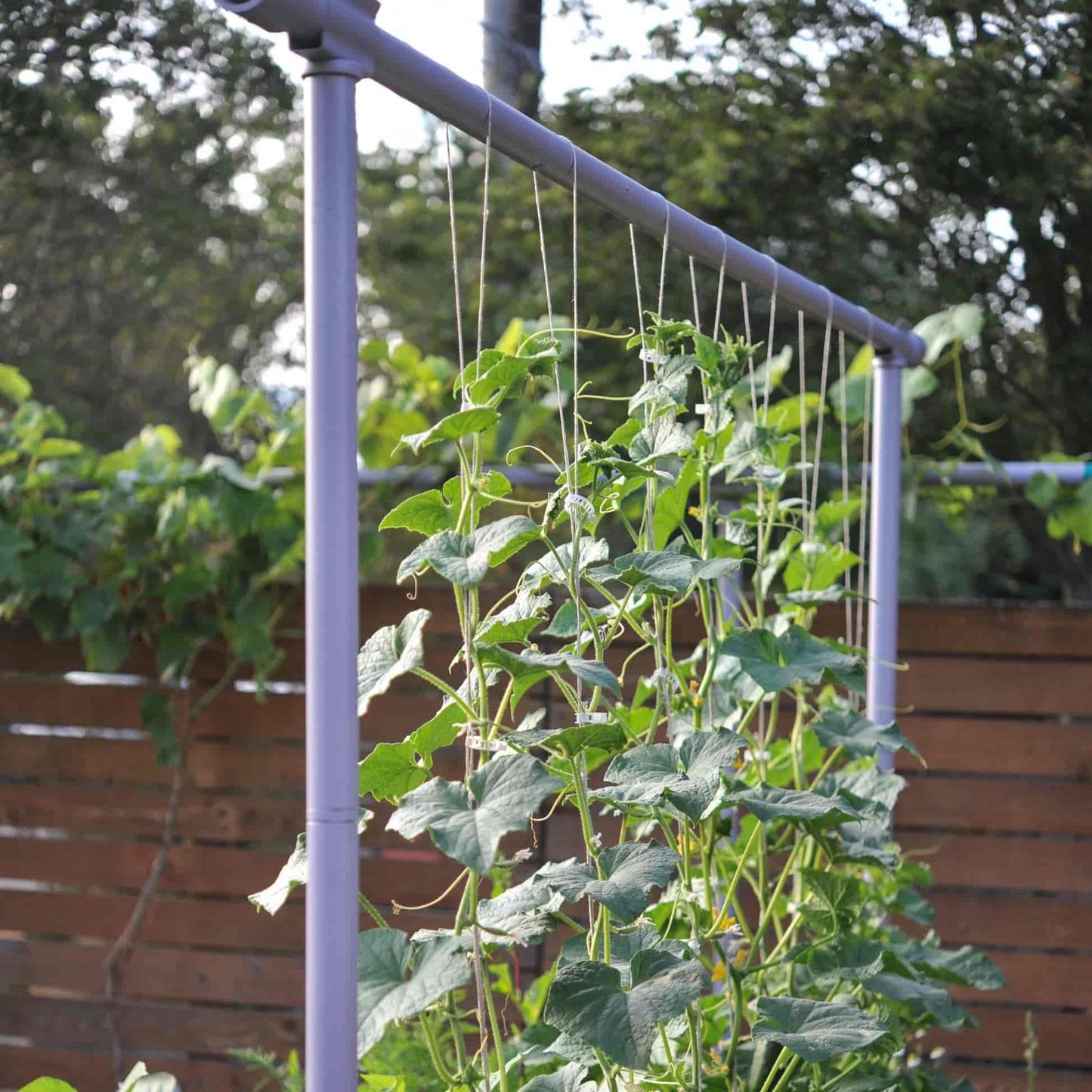 Vegetable Garden Freyr Trellis