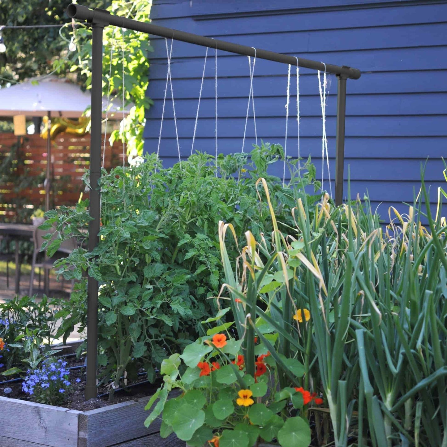 Vegetable Garden Freyr Trellis