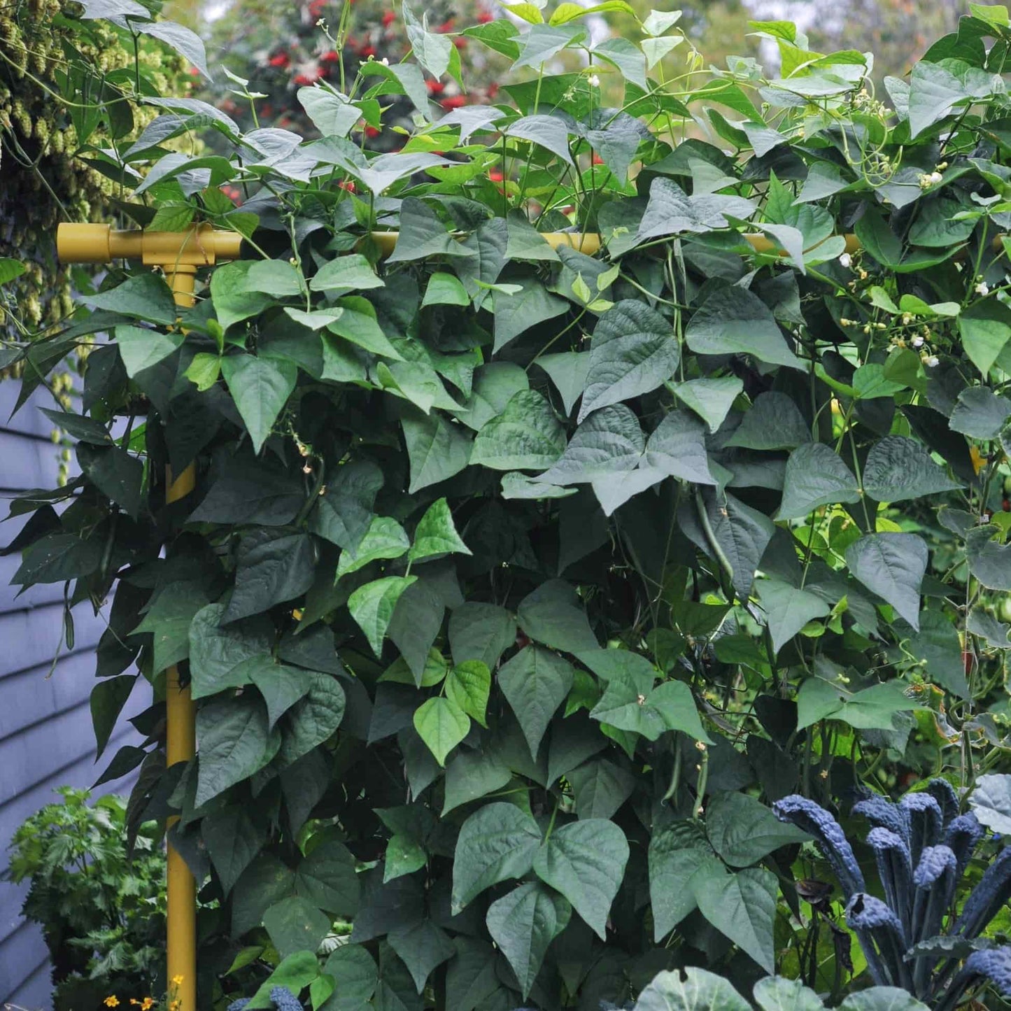 Vegetable Garden Freyr Trellis