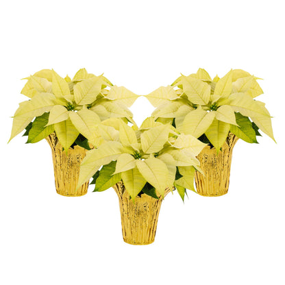 White Holiday Poinsettia (3-Pack)