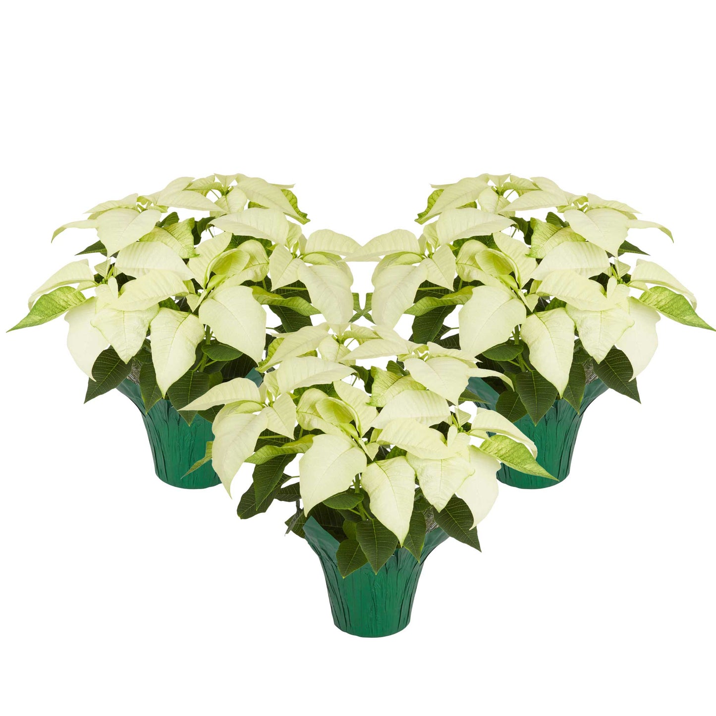 White Holiday Poinsettia (3-Pack)