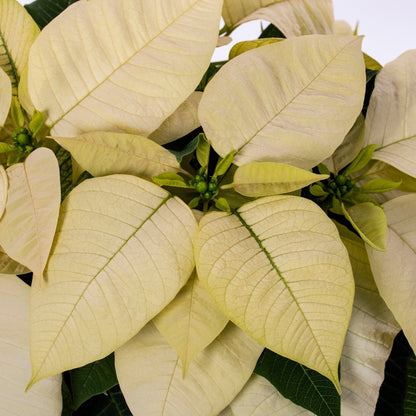 White Holiday Poinsettia (3-Pack)