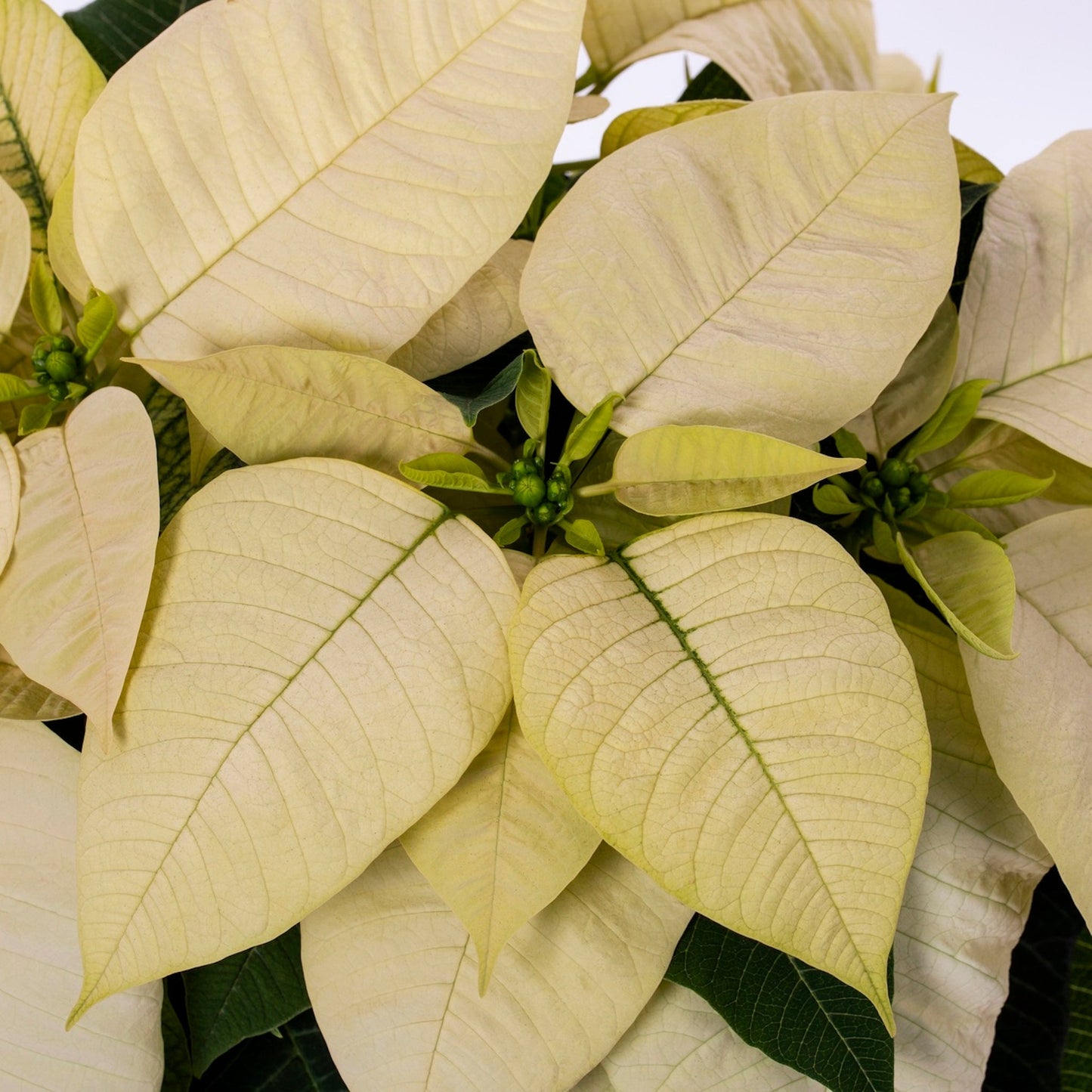 Red/White Holiday Poinsettia (Large)