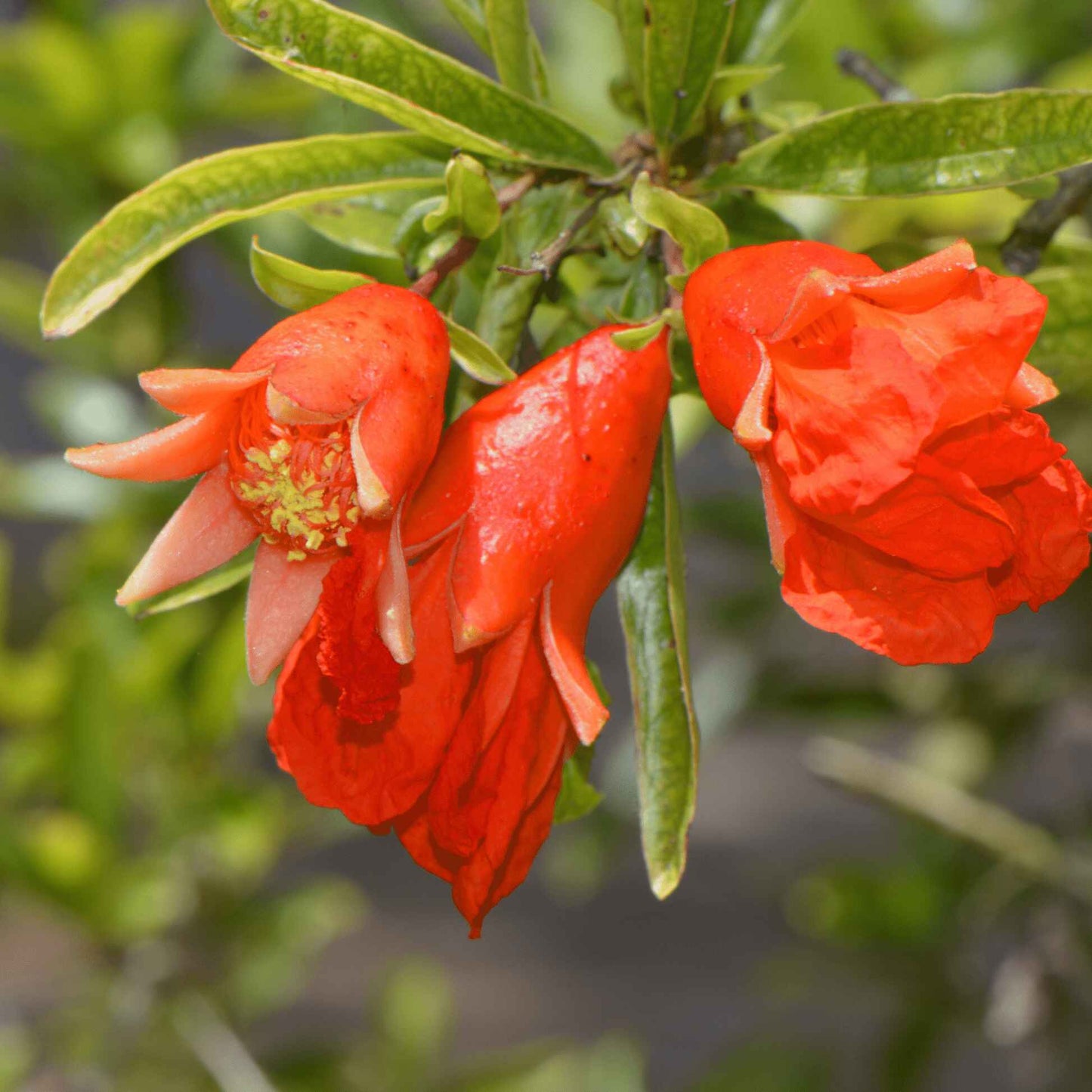 Wonderful Pomegranate Tree