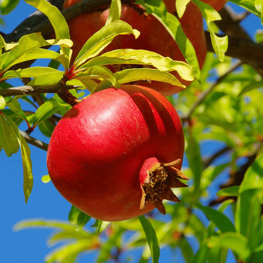 Wonderful Pomegranate Tree