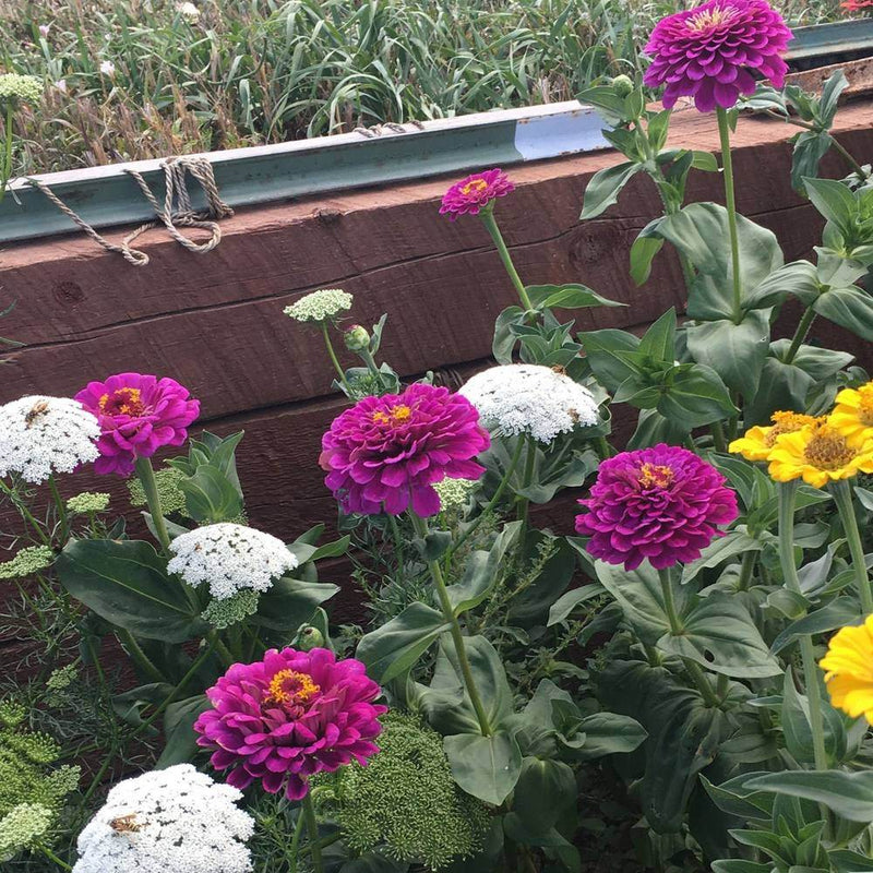 giant garden seeds Giant Purple Zinnia Seeds