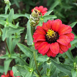 Peruvian Blend Zinnia Seeds