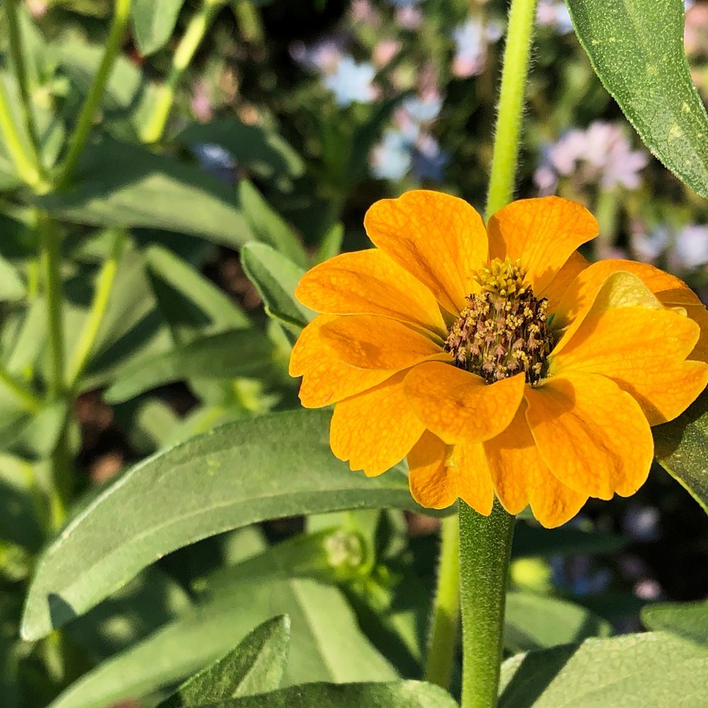 Peruvian Blend Zinnia Seeds