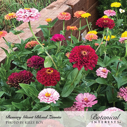 Benary's Giant Blend Zinnia Seeds