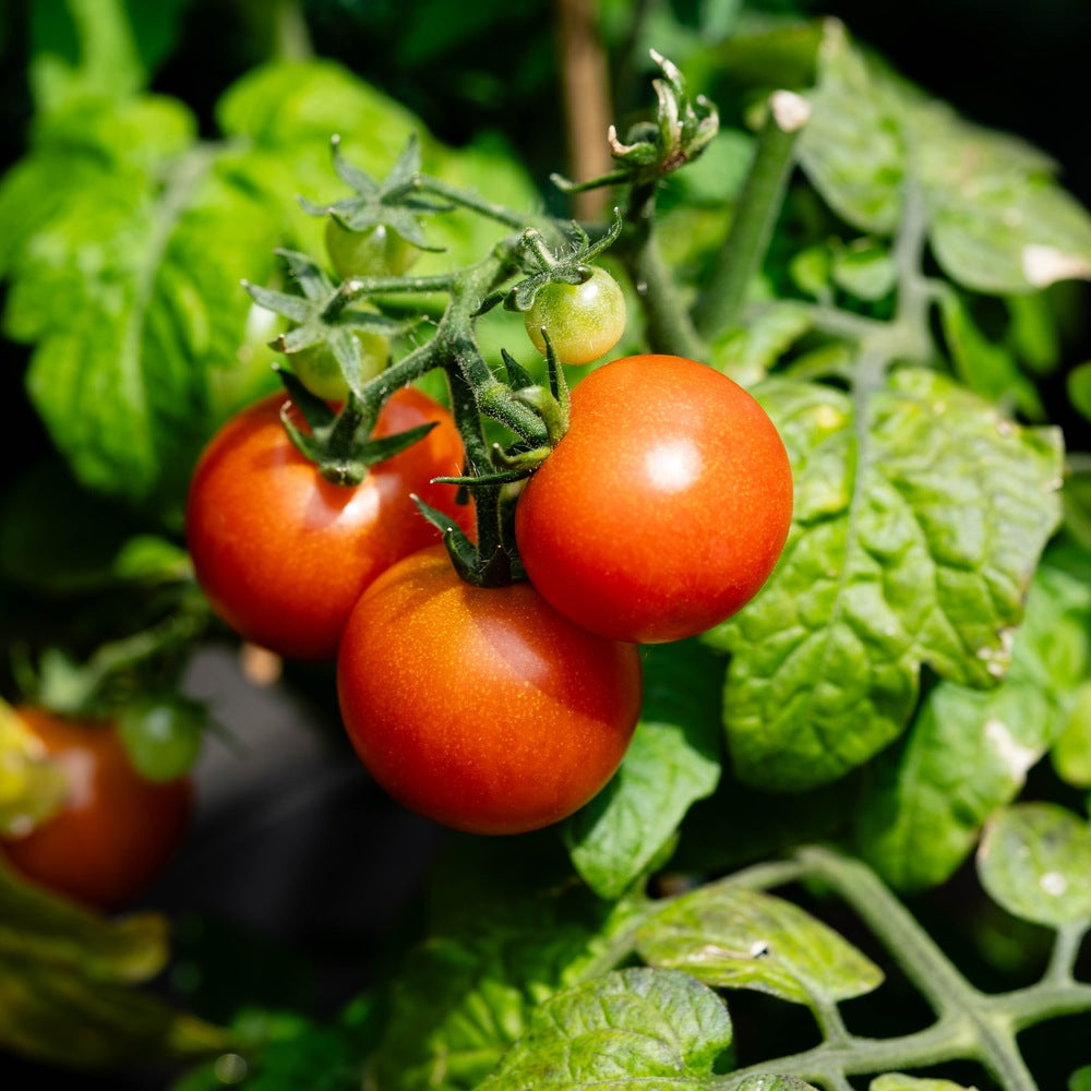 Ace 55 Bush Tomato Seeds – Epic Gardening
