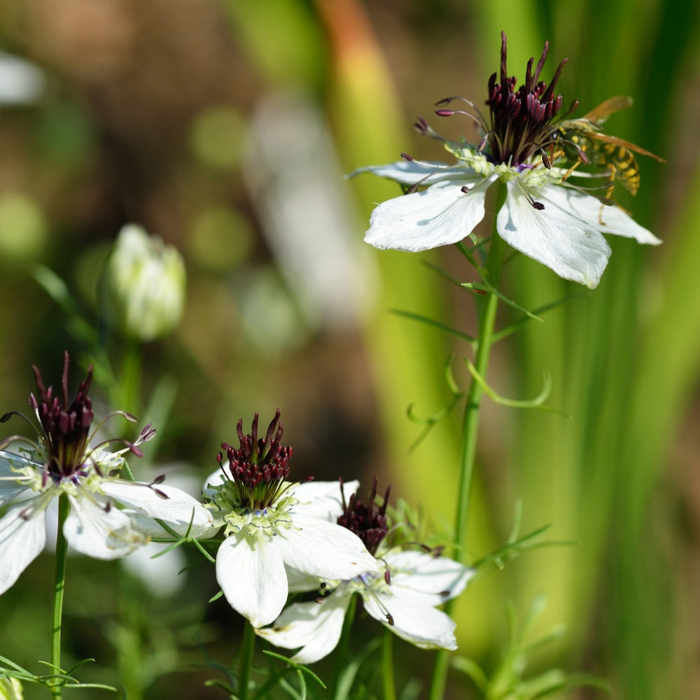 ディモア　ブラックシリカ　k18WG 65cm 水晶花 African Bride Love-In-A-Mist Seeds – Epic Gardening