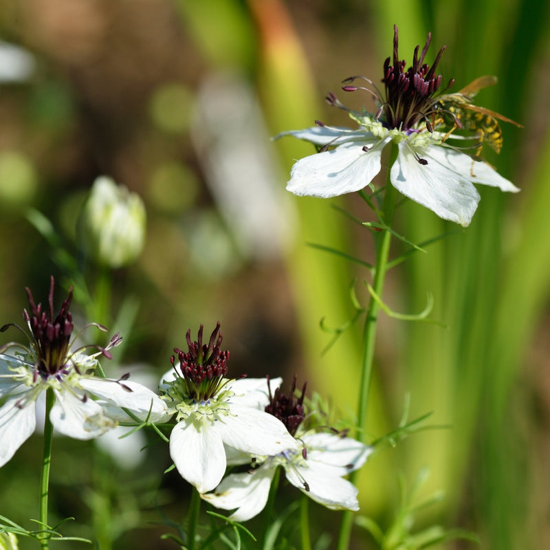 love in mist flower seeds African Bride Love-In-A-Mist Seeds – Epic Gardening