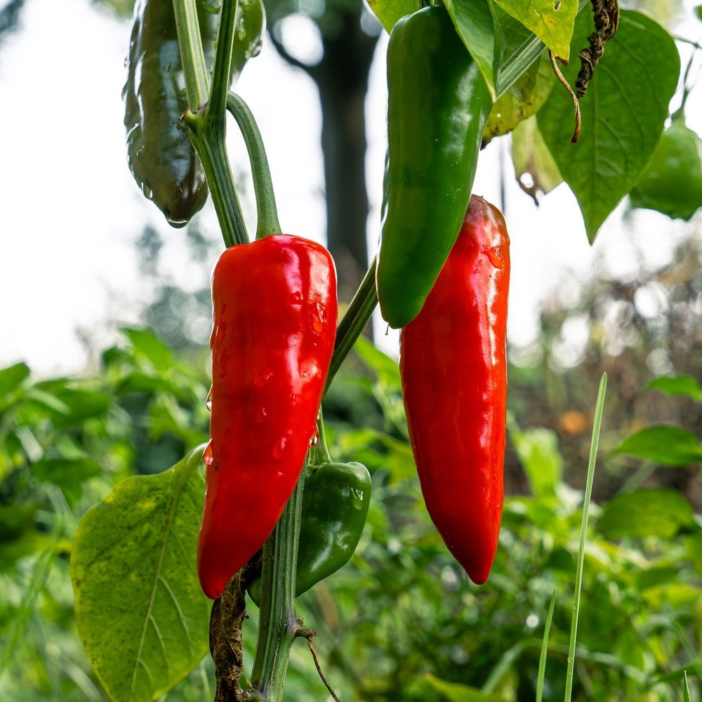 【希少USプロモ盤】ALPHA - Pepper NuMex Joe E. Parker Chile Anaheim Pepper Seeds – Epic Gardening