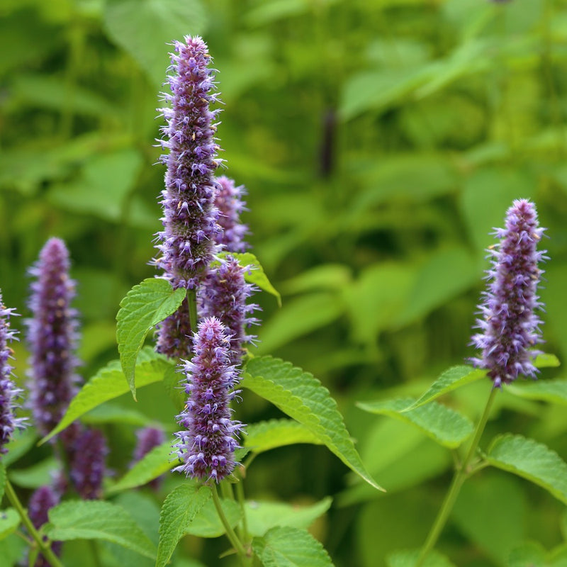 anise hyssop seeds planting Anise Hyssop Seeds