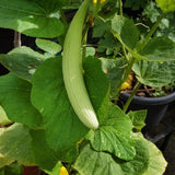 planting armenian cucumber seeds Armenian Cucumber Seeds – Epic Gardening