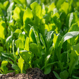 Astro Arugula/Rocket Seeds