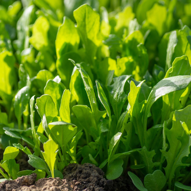 Astro Arugula/Rocket Seeds
