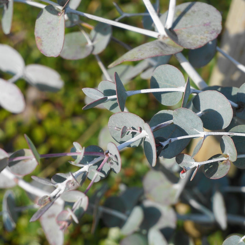 plant eucalyptus seeds Baby Blue Eucalyptus Seeds
