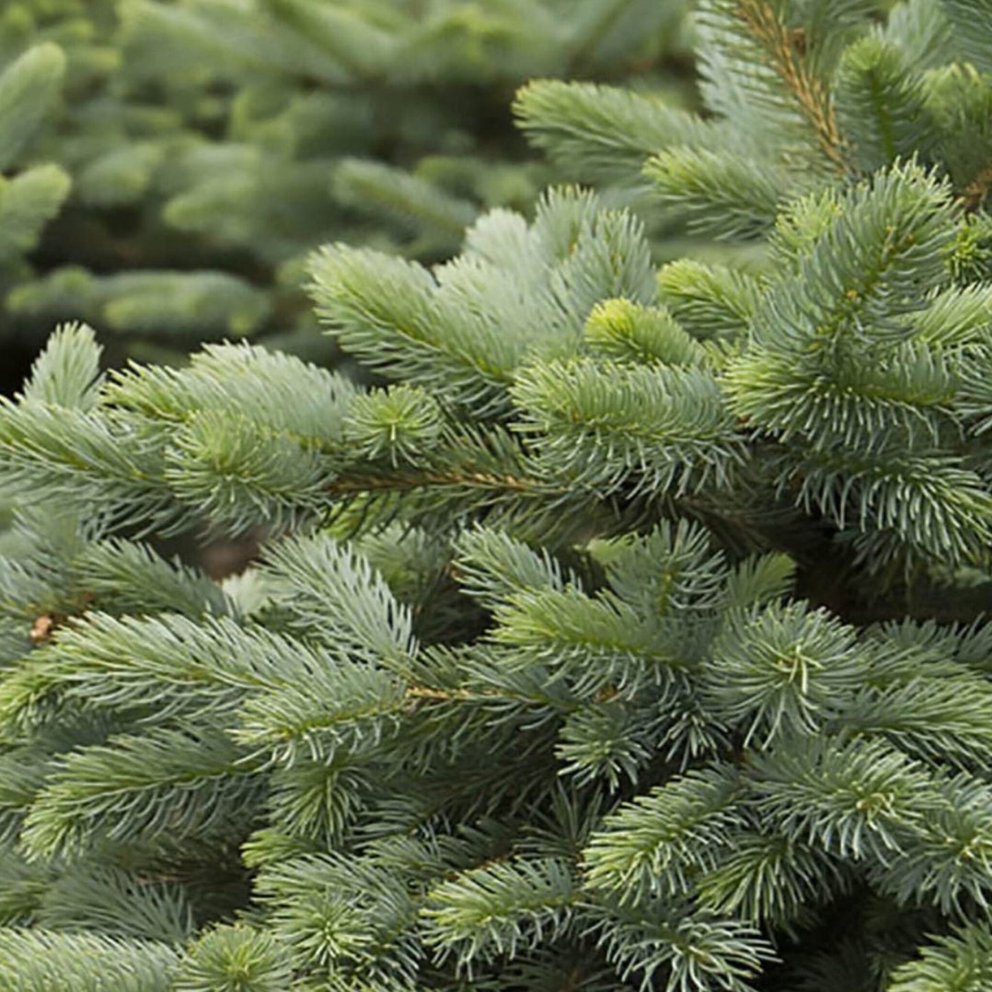 Baby Blue Eyes Spruce