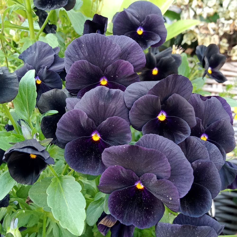 Back to Black Viola Seeds – Epic Gardening