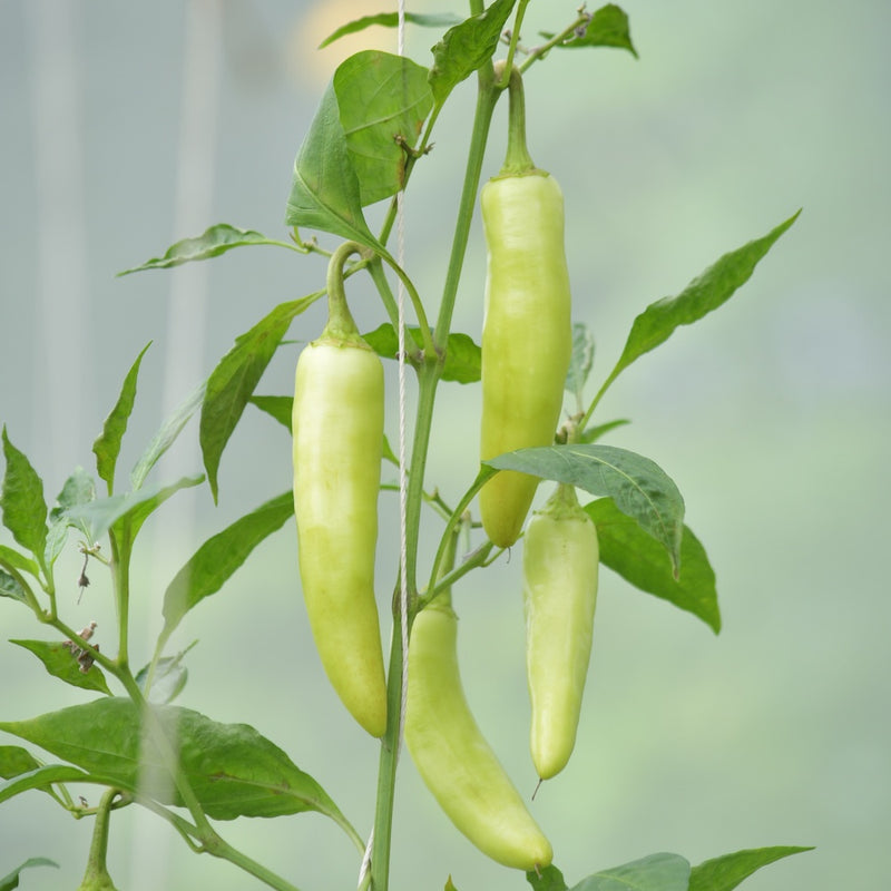 banana peppers seeds planting Sweet Banana Sweet Pepper Seeds