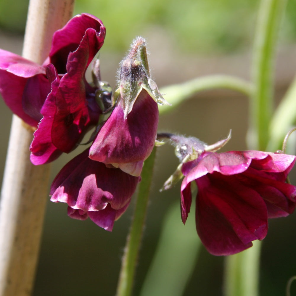Beaujolais Sweet Pea Seeds