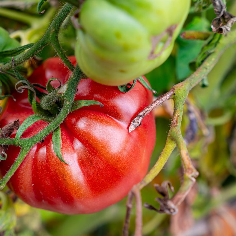 planting beefsteak tomatoes from seed Beefsteak Pole Tomato Seeds – Epic Gardening