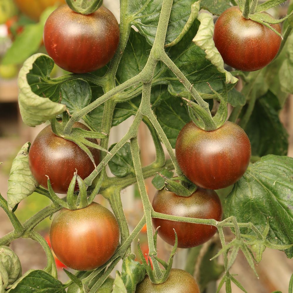 Beefy Purple Bush Tomato Seeds