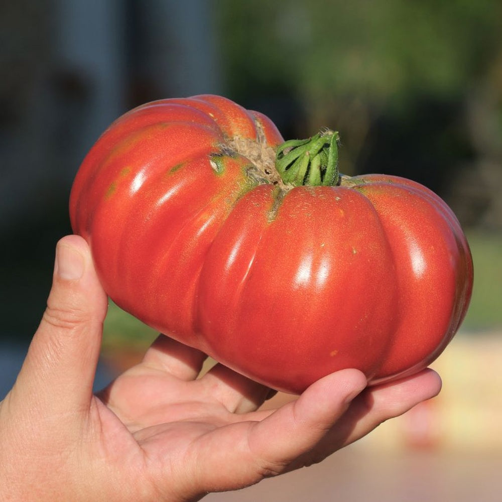 Big Brandy Pole Tomato Seeds – Epic Gardening