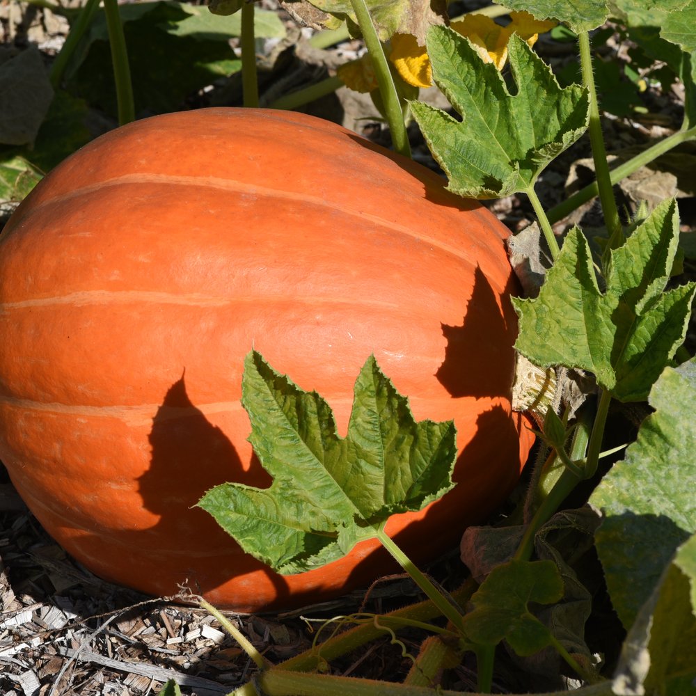 Big Max Pumpkin Seeds