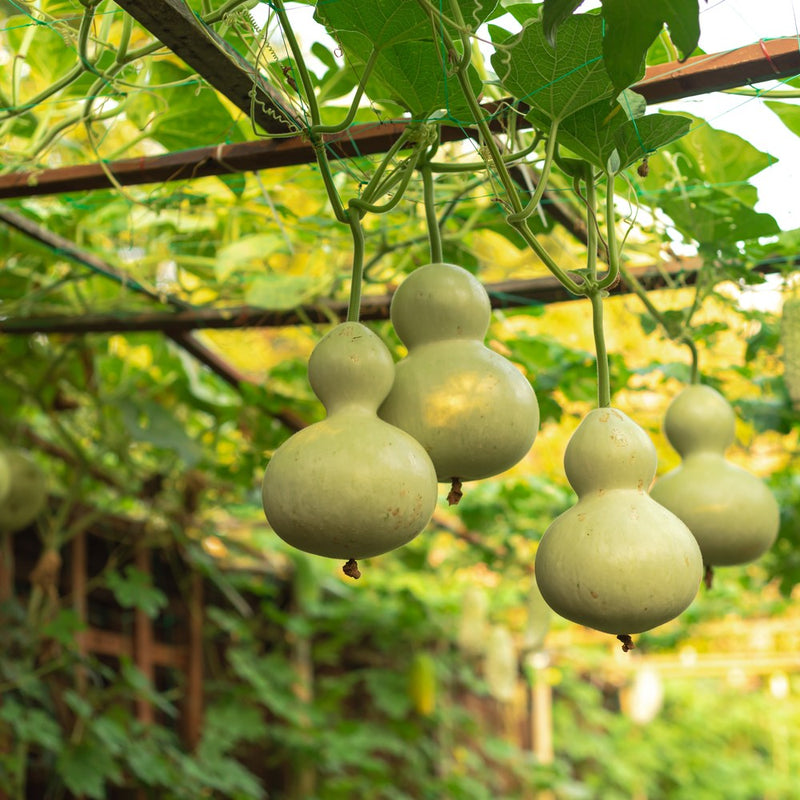 planting gourd seeds indoors Birdhouse Hard-Shelled Gourd Seeds