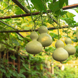 Birdhouse Hard-Shelled Gourd Seeds