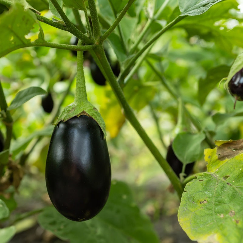 eggplant plant seeds Black Beauty Eggplant Seeds – Epic Gardening